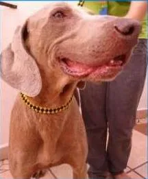 Cachorro raça Weimaraner idade 4 anos nome Não tem