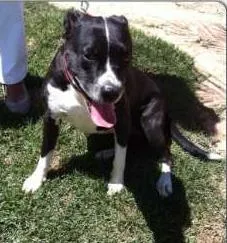 Cachorro ra a Pit-Bull idade 2 anos nome Nina