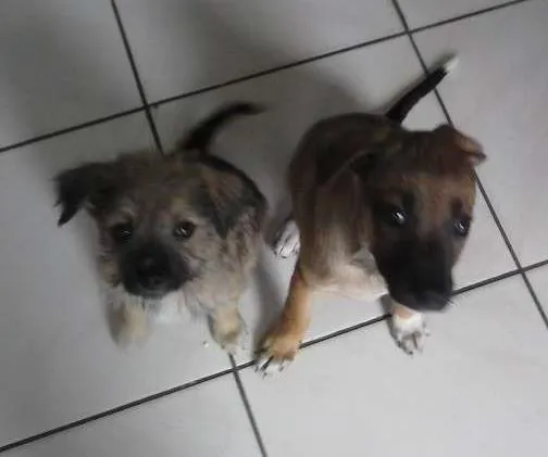 Cachorro ra a misturada idade Abaixo de 2 meses nome filhotes