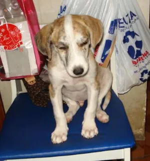 Cachorro raça SRD idade 2 a 6 meses nome ZONA NORTE