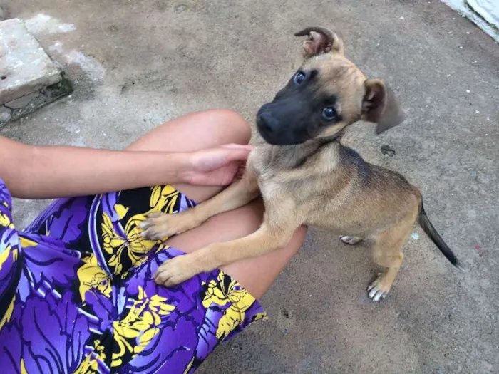Cachorro raça vira-lata idade 2 a 6 meses nome Ainda não tem nome