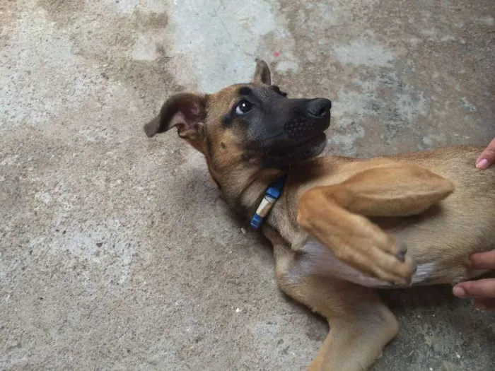 Cachorro raça vira-lata idade 2 a 6 meses nome Ainda não tem nome