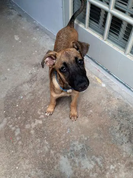 Cachorro raça vira-lata idade 2 a 6 meses nome Ainda não tem nome