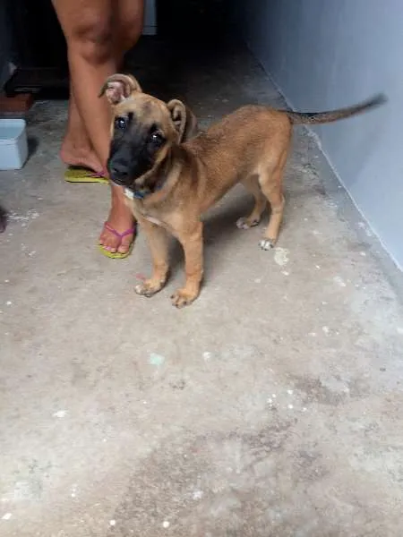 Cachorro raça vira-lata idade 2 a 6 meses nome Ainda não tem nome