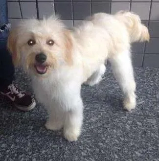 Cachorro ra a SRD idade 1 ano nome Maurinho