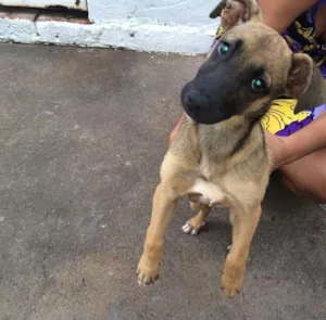 Cachorro raça vira-lata idade 2 a 6 meses nome Ainda não tem nome