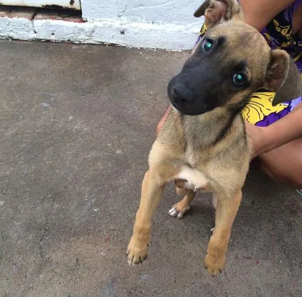 Cachorro raça vira-lata idade 2 a 6 meses nome Ainda não tem nome