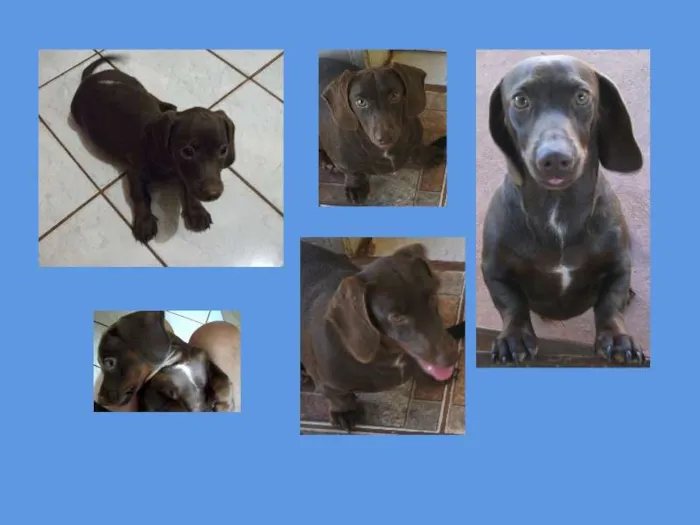 Cachorro ra a cofap/teckel idade  nome Gohan