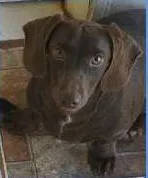 Cachorro ra a cofap/teckel idade  nome Gohan
