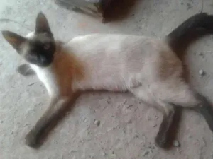 Gato raça Siamês idade 1 ano nome Mimi