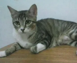 Gato raça não tem idade 7 a 11 meses nome Kia