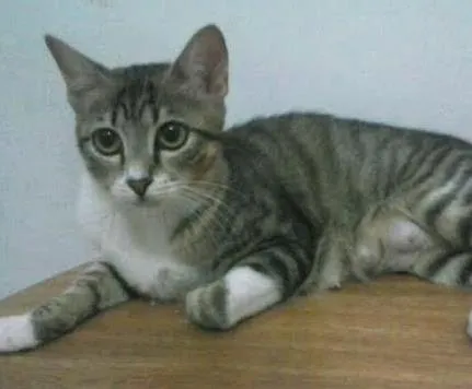 Gato ra a não tem idade 7 a 11 meses nome Kia