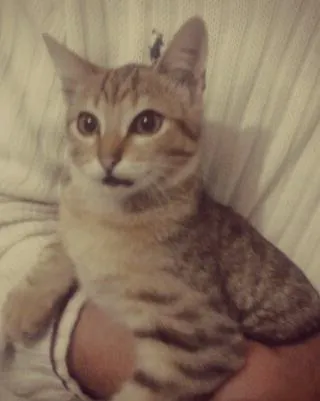 Gato ra a não tem idade 7 a 11 meses nome Alemão