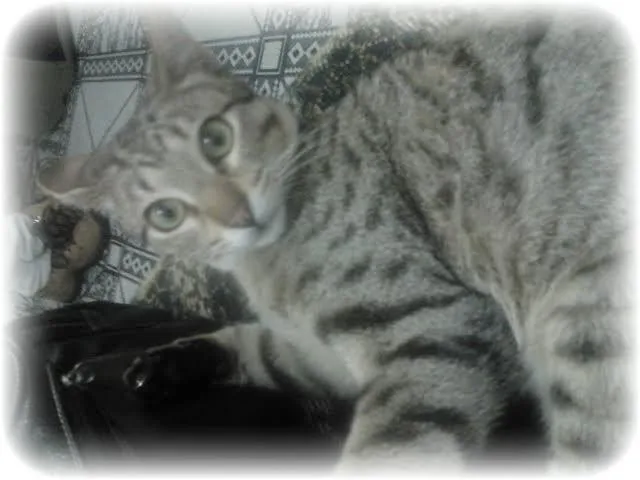 Gato ra a não tem idade 7 a 11 meses nome Kiozinho