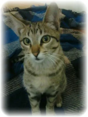 Gato raça não tem idade 7 a 11 meses nome Pé Preto