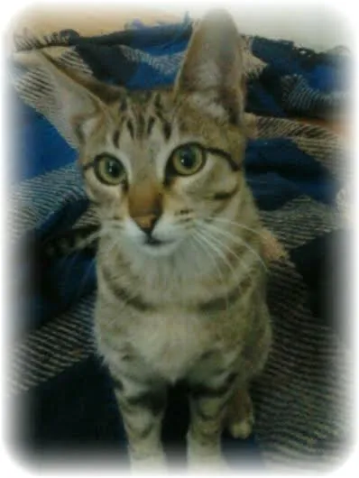 Gato ra a não tem idade 7 a 11 meses nome Pé Preto