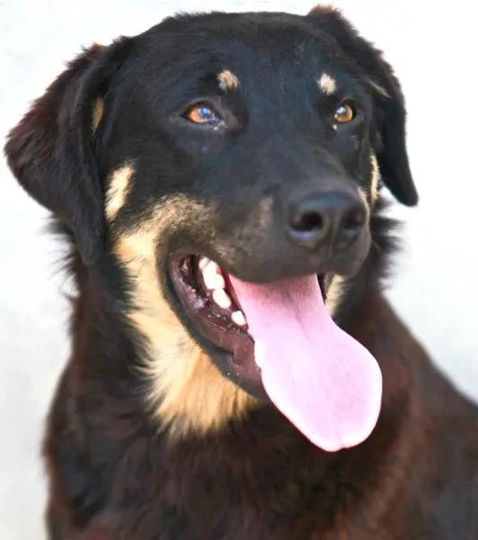 Cachorro ra a SRD idade 1 ano nome APOLO Parelheiros