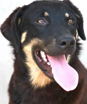 Cachorro raça SRD idade 1 ano nome APOLO Parelheiros