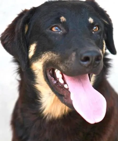 Cachorro ra a SRD idade 1 ano nome APOLO Parelheiros