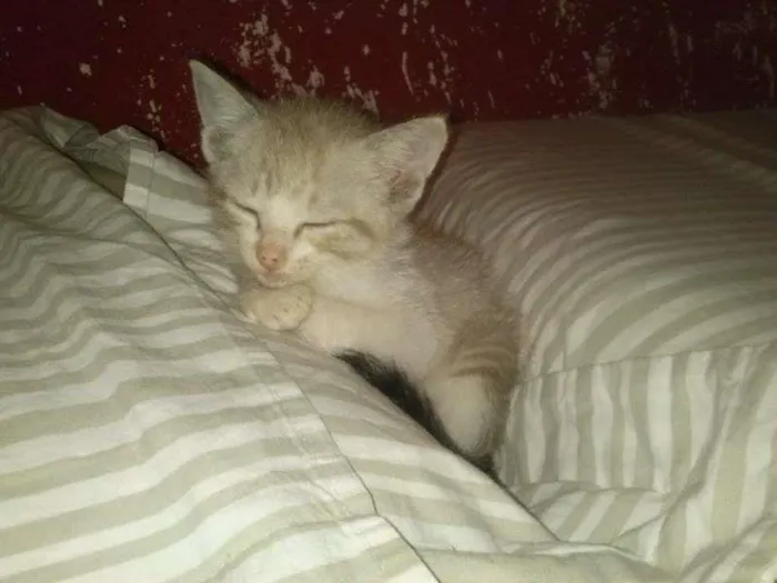 Gato ra a não tem idade Abaixo de 2 meses nome não tem