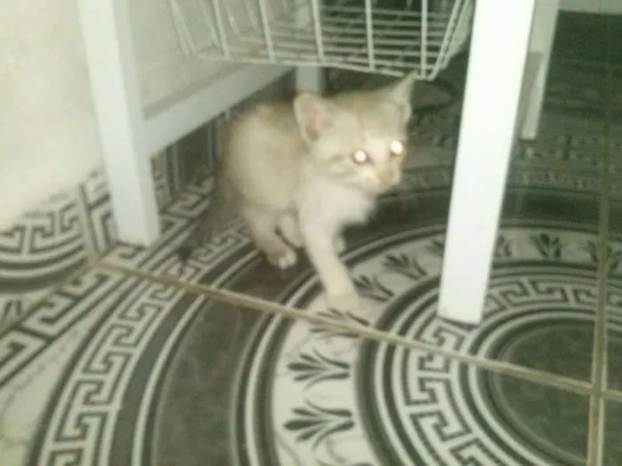 Gato ra a não tem idade Abaixo de 2 meses nome não tem