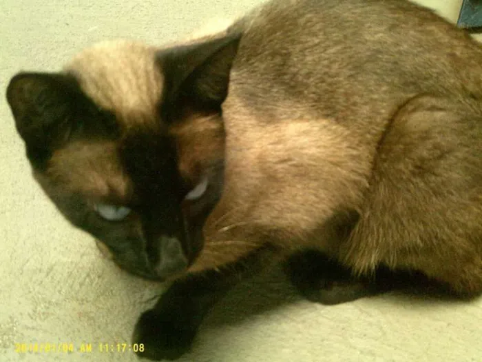 Gato ra a Siamês idade 1 ano nome Milu
