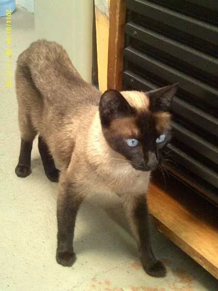 Gato ra a Siamês idade 1 ano nome Milu