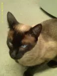 Milu