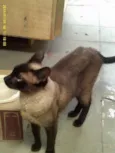 Milu