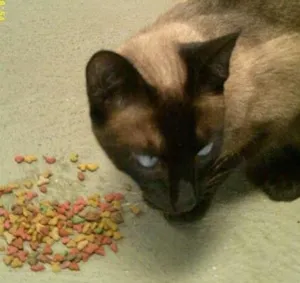 Gato raça Siamês idade 1 ano nome Milu