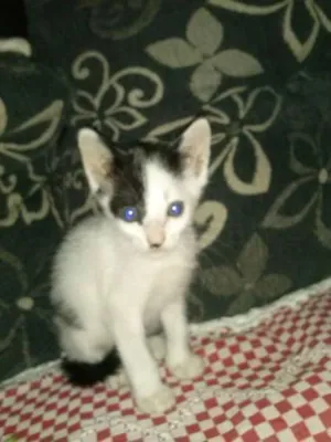 Gato raça não tem idade Abaixo de 2 meses nome não tem