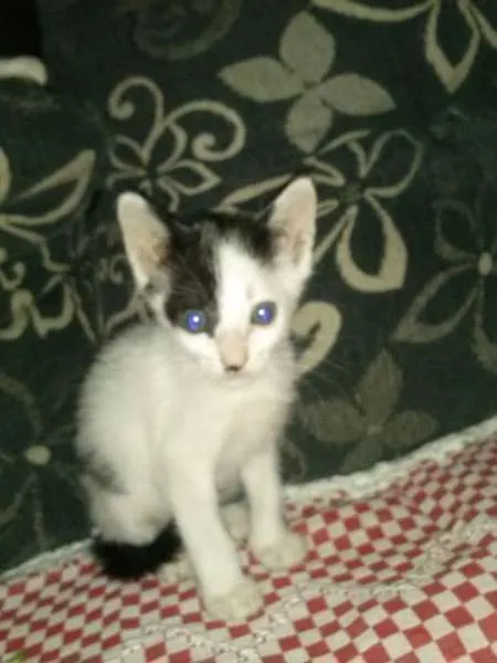 Gato ra a não tem idade Abaixo de 2 meses nome não tem