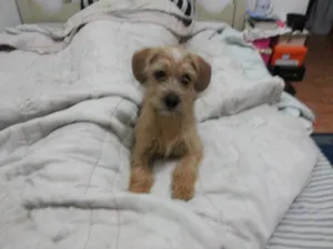 Cachorro raça  idade 7 a 11 meses nome Billy