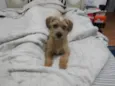 Billy