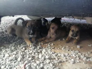 Cachorro raça MESTIÇOS idade 2 a 6 meses nome FILHOTES