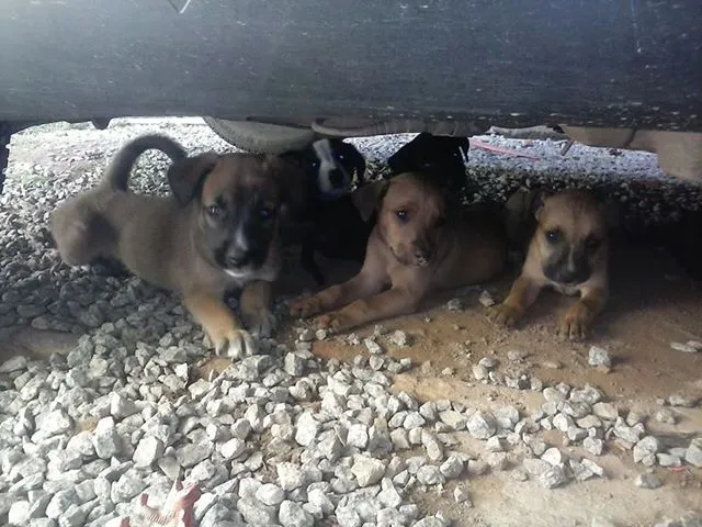 Cachorro ra a MESTIÇOS idade 2 a 6 meses nome FILHOTES