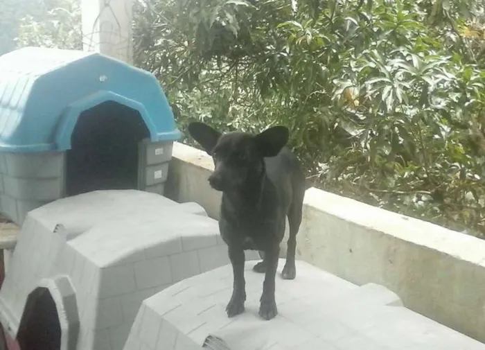 Cachorro ra a Mesticinha idade 2 anos nome Pretinha