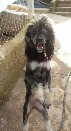 Cachorro raça Poodle idade 7 a 11 meses nome Felicidade