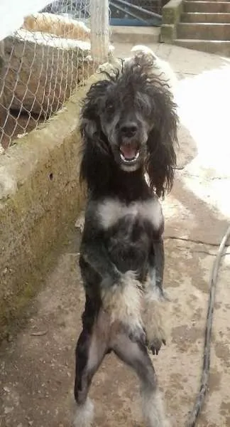 Cachorro ra a Poodle idade 7 a 11 meses nome Felicidade