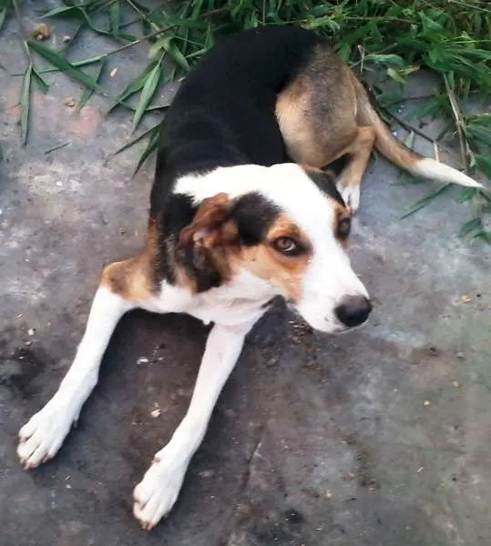 Cachorro ra a srd idade 3 anos nome LUNA