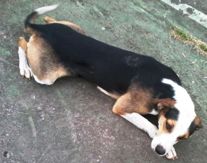 Cachorro ra a srd idade 3 anos nome LUNA