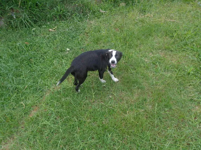 Cachorro ra a Pit-Bull idade 2 a 6 meses nome Pandora