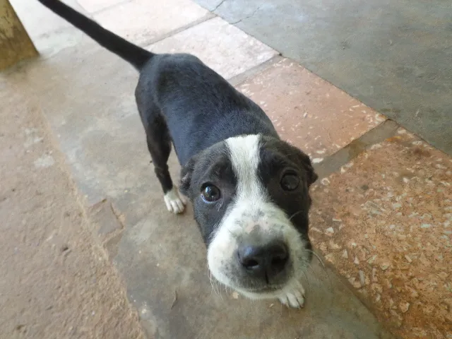 Cachorro ra a Pit-Bull idade 2 a 6 meses nome Pandora