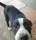 Pandora
