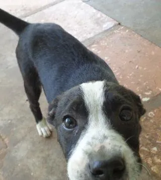 Cachorro ra a Pit-Bull idade 2 a 6 meses nome Pandora