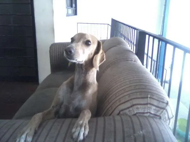 Cachorro ra a SRD idade 4 anos nome Mel e Neguinha