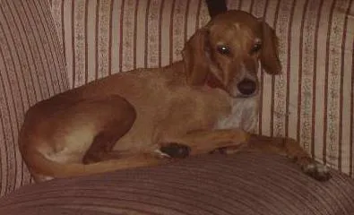 Cachorro ra a SRD idade 4 anos nome Mel e Neguinha