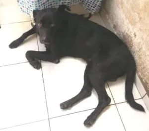 Cachorro raça Não definida idade 6 ou mais anos nome Thor