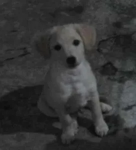 Cachorro raça Poodle idade 7 a 11 meses nome Duque