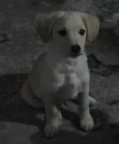 Cachorro raça Poodle idade 7 a 11 meses nome Duque